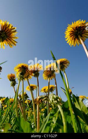 Comune di tarassaco (Taraxacum officinale), Alta Baviera, Baviera, Germania, Europa Foto Stock