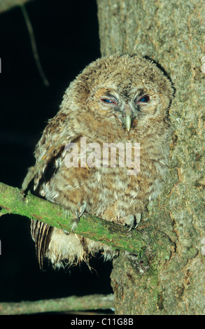 Allocco (Strix aluco), giovane uccello Foto Stock