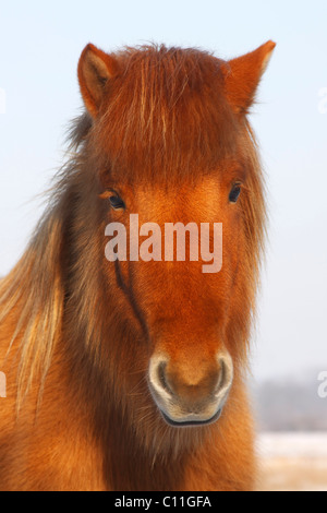 Cavallo islandese (Equus przewalskii f. caballus) in inverno, ritratto, cappotto invernale Foto Stock