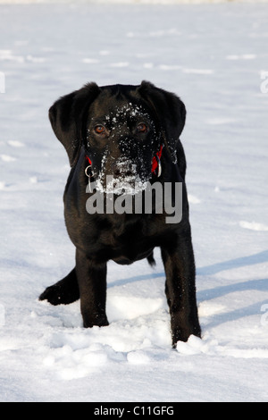 Nero Labrador Retriever cucciolo, giovane cane maschio, giocare nella neve, inverno Foto Stock