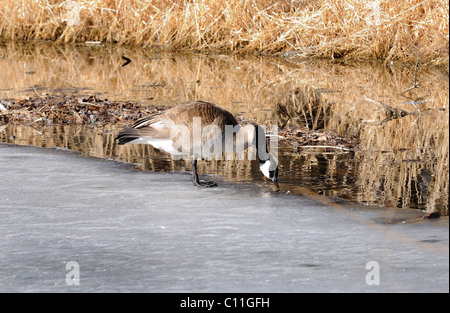 Oca canadese sul lago ghiacciato bed bere da ghiaccio sottile Foto Stock