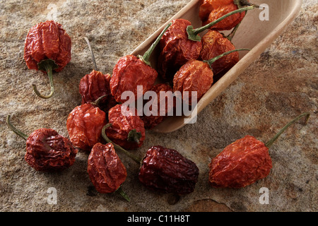 Campana secchi peperoncino (capsicum) con una pala di legno sulla superficie di pietra Foto Stock