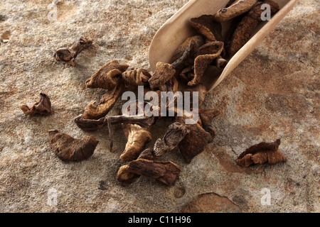 Essiccato scivoloso Jack (Suillus luteus) con una pala di legno sulla superficie di pietra Foto Stock