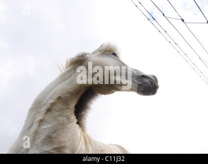 Bianco cavallo islandese guardando oltre il recinto Foto Stock