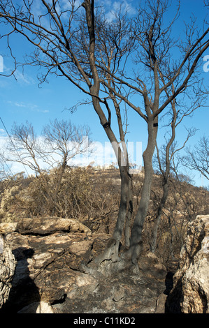 Burnt Pine Trees dopo il Carmelo del grande incendio a gennaio. Foto Stock