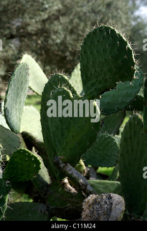 Un Cactus in bright mezzogiorno, alla Foresta Tel-Hadid Foto Stock