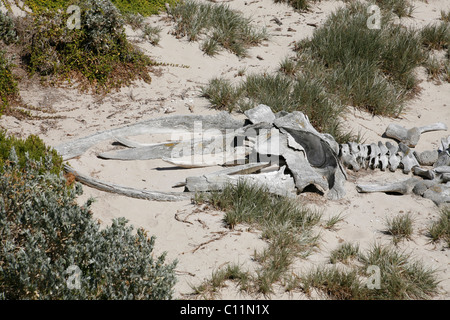 Scheletro di balena nella baia di tenuta su Kangaroo Island, South Australia, Australia Foto Stock