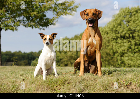 Ridgeback rhodesiano e Jack Russell Terrier Foto Stock