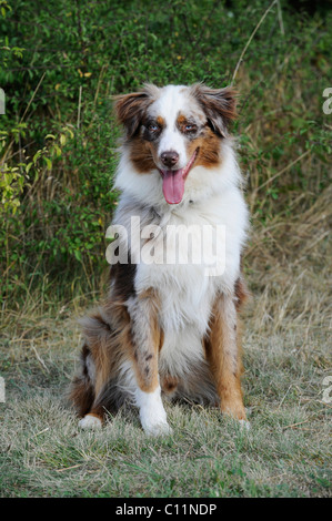 Pastore australiano cane, maschio, rosso-merle Foto Stock