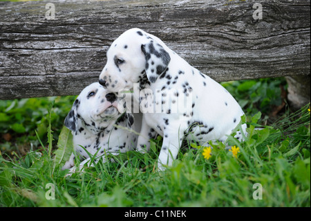 Due cuccioli dalmata Foto Stock