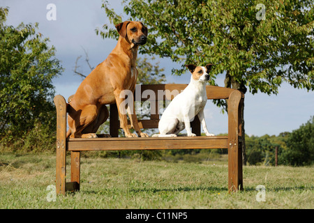 Ridgeback rhodesiano e Jack Russell Terrier su un banco di lavoro Foto Stock