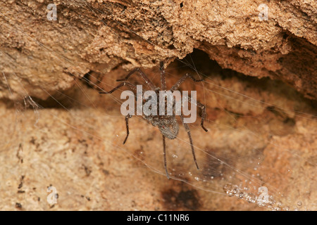 Imbuto-web spider (Tegenaria spec) Foto Stock