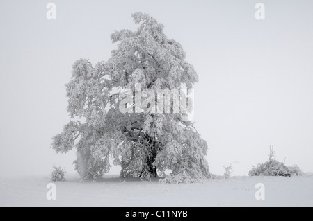 Farnia (Quercus robur) coperta da fitti trasformata per forte gradiente il gelo e la nebbia Biosphaerengebiet Schwaebische Alb riserva della biosfera Foto Stock