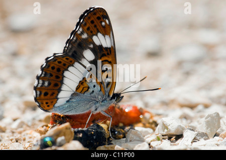 Ammiraglio bianco (Limenitis camilla), aspirante su escrementi Biosphaerengebiet Schwaebische Alb riserva della biosfera, Svevo Foto Stock