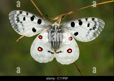 Mountain Apollo butterfly (Parnassius apollo), Biosphaerengebiet Schwaebische Alb riserva della biosfera, Svevo Foto Stock