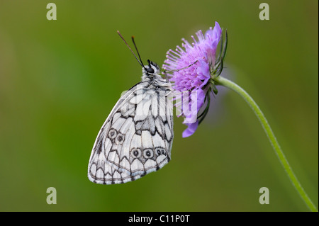 In marmo bianco (Melanargia galathea), poggiante su un campo Scabious (Knautia arvense), coperto con gocce di rugiada, Biosphaerengebiet Foto Stock