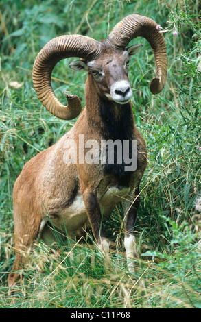 Argali o le pecore di montagna (Ovis ammon), Allgaeu, Baviera, Germania, Europa Foto Stock