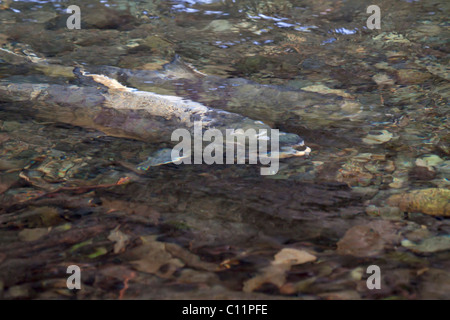 Salmone Chum, Oncorhynchus keta, rendendo il loro modo a monte di spawn, Goldstream Park, l'isola di Vancouver, British Columbia, Canada. Foto Stock