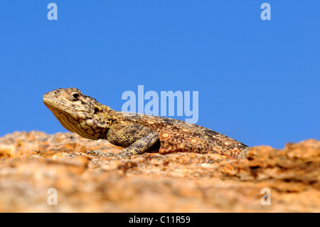 Southern Rock AGAMA SA (AGAMA SA atra), femmina, Namaqualand, Sud Africa e Africa Foto Stock