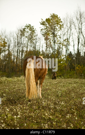 Islandese di mare pascolo Upstate New York. Foto Stock