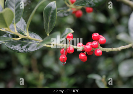 Ilex aquifolium agrifoglio europeo con una piccola goccia d'acqua Foto Stock