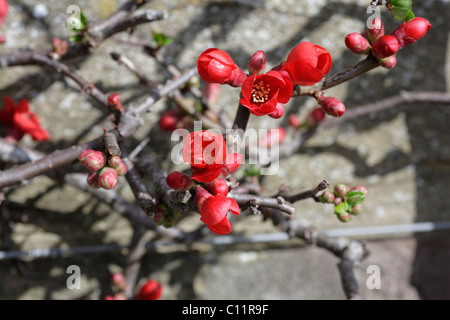 Chaenomeles x Superba Rowallane, mela cotogna Knightshayes House NT Tiverton Devon UK Foto Stock