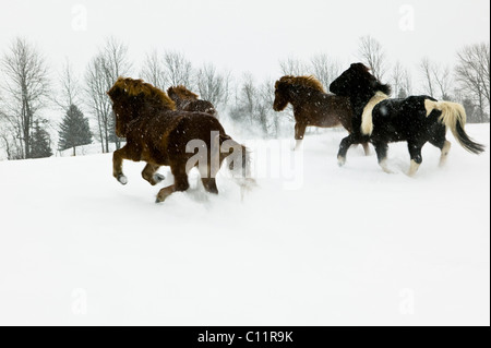 Cavalli islandesi, Upstate New York Foto Stock