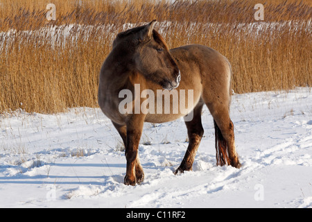 Konik o Polacco cavallo primitivo (Equus przewalskii f. caballus) in piedi nella neve in inverno Foto Stock