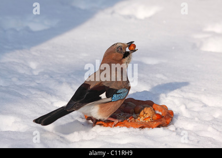 Jay (Garrulus glandarius) con una nocciola nel suo becco da un uccello sito di alimentazione in inverno nella neve Foto Stock