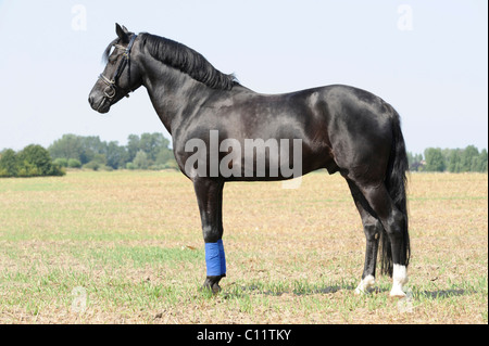 Pony Connemara, stallone, nero, in piedi Foto Stock