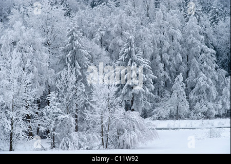 Winterwonderland, paesaggio invernale, alberi con la brina su Mt. Irschenberg, Baviera, Germania, Europa Foto Stock