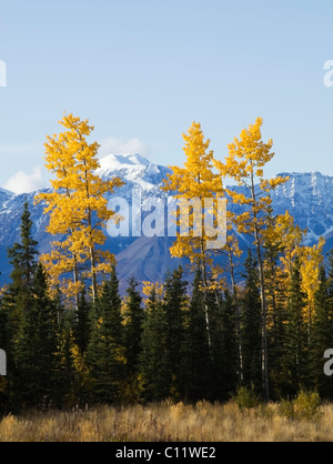 Estate Indiana lungo Alaska Highway, tremante Aspen alberi, vacilla Aspen, Quakies (Populus tremuloides), gli alberi in Autunno colori Foto Stock