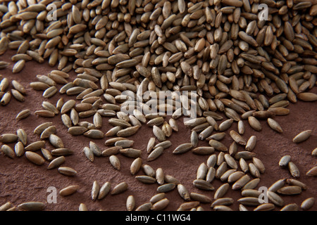 La segala (Secale cereale) su una macina Foto Stock