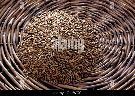 La segala (Secale cereale) in una piastra di vimini Foto Stock