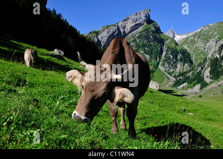 Mucca in un alpeggio, Alpstein gamma, cantone di Appenzell, Svizzera, Europa Foto Stock