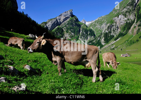 Vacche su un alpeggio, Alpstein gamma, cantone di Appenzell, Svizzera, Europa Foto Stock