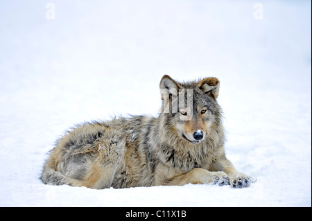 Valle di Mackenzie Wolf, Alaskan Tundra Wolf o legname canadese Lupo (Canis lupus occidentalis), giovane nella neve Foto Stock