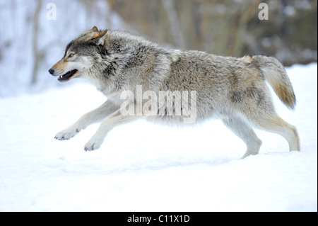 Valle di Mackenzie Wolf, Alaskan Tundra Wolf o legname canadese Lupo (Canis lupus occidentalis), giovane lupo jumping nella neve Foto Stock