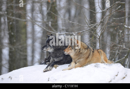 Valle di Mackenzie Wolf, Alaskan Tundra Wolf o legname canadese Lupo (Canis lupus occidentalis), due lupi nella neve Foto Stock