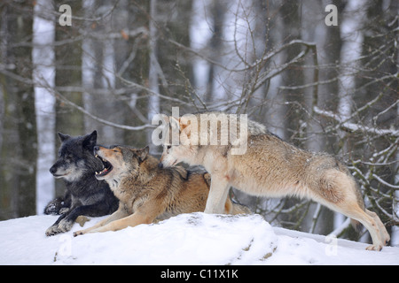 Valle di Mackenzie Wolf, Alaskan Tundra Wolf o legname canadese Lupo (Canis lupus occidentalis), lupi nella neve Foto Stock