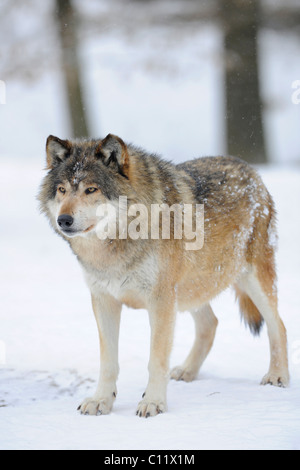 Valle di Mackenzie Wolf, Alaskan Tundra Wolf o legname canadese Lupo (Canis lupus occidentalis) nella neve, leader del pacco Foto Stock
