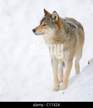 Valle di Mackenzie Wolf, Alaskan Tundra Wolf o legname canadese Lupo (Canis lupus occidentalis) nella neve Foto Stock