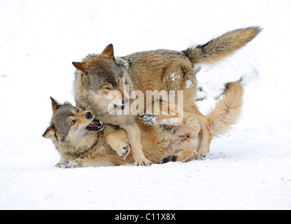 Combattimenti, riproduzione di lupi, cub, Mackenzie Wolf, Alaskan Tundra Wolf o legname canadese Lupo (Canis lupus occidentalis) in Foto Stock