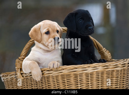 Il Labrador Retriever cuccioli (Canis lupus familiaris) in un cestello Foto Stock