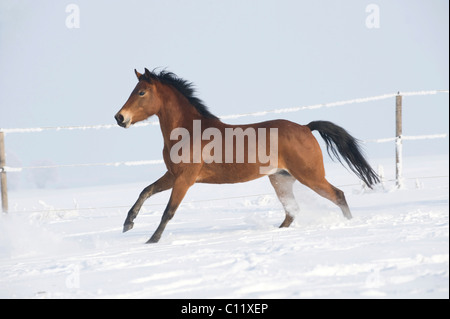 Il tedesco cavalcare pony, mare, marrone, al galoppo nella neve Foto Stock