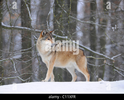 Mackenzie Wolf, Alaskan Tundra Wolf o legname canadese Lupo (Canis lupus occidentalis) nella neve, alpha Foto Stock