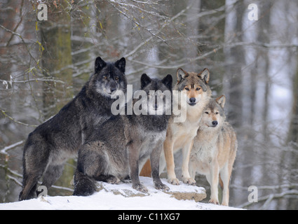 Mackenzie Wolf, Alaskan Tundra Wolf o legname canadese Lupo (Canis lupus occidentalis), lupi nella neve Foto Stock