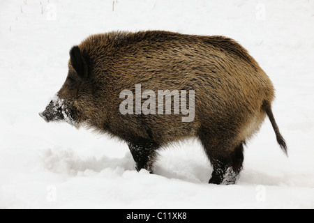 Il cinghiale (Sus scrofa), tusker in un inverno nevoso Foto Stock