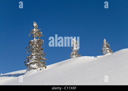 Coperte di neve pini, Feldberg, Foresta Nera meridionale, Breisgau-Hochschwarzwald distretto, Baden-Wuerttemberg, Germania, Europa Foto Stock