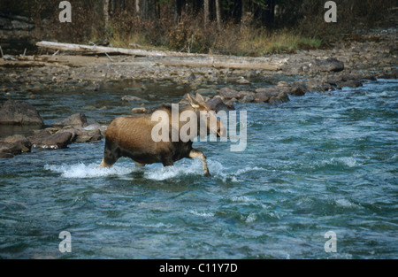 Moose vacca (Alces alces) che attraversa un fiume, Alberta, Canada Foto Stock